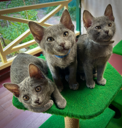 Popee's 1st litter at 10 weeks old